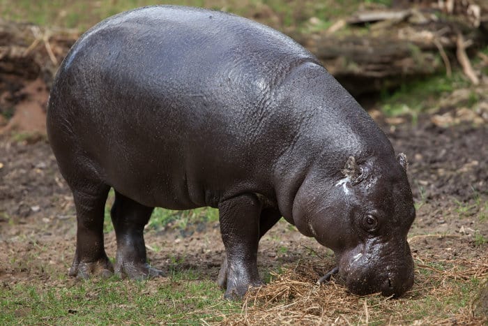 Pygmy hippo eating grass
