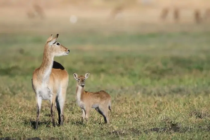 Red lechwe with baby in Moremi