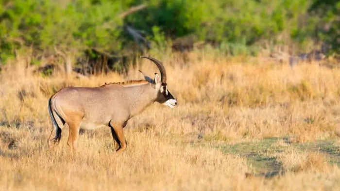 Roan antelope photographed in northern Botswana