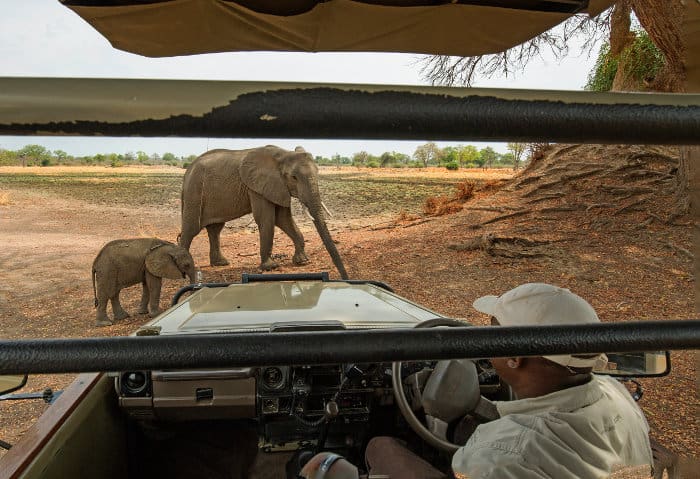 Mom and baby elephant in front of a safari jeep in South Luangwa