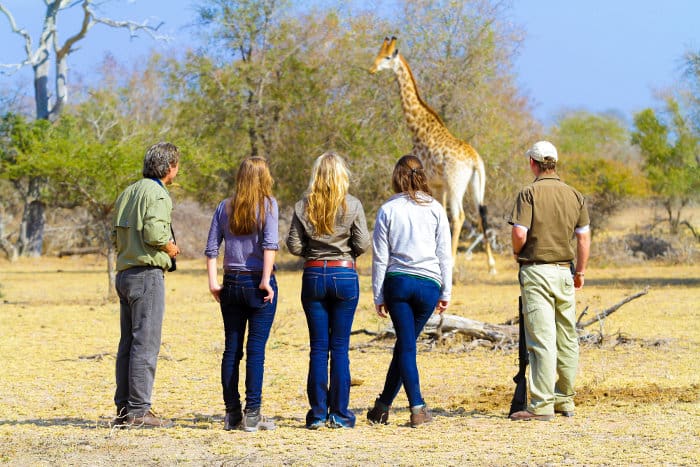 Tourists and safari guide observe a majestic giraffe on a game walk