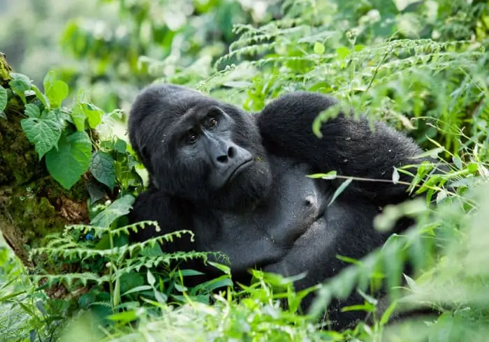 Big silverback mountain gorilla in Bwindi forest