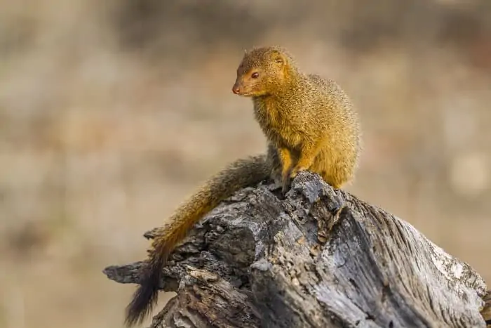Slender mongoose resting on a tree stump
