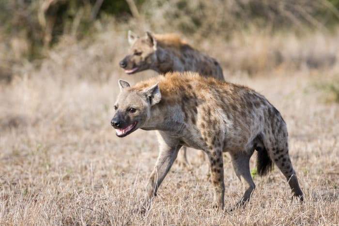 Spotted hyena walking through grass in the Kruger