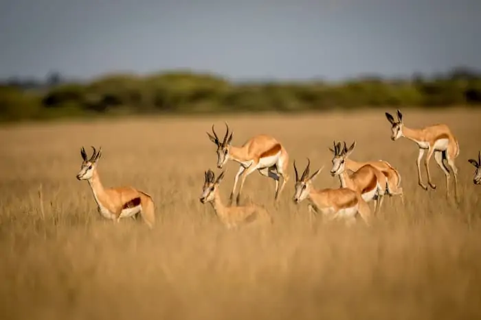 Herd of springbok pronking in the Central Kalahari Game Reserve