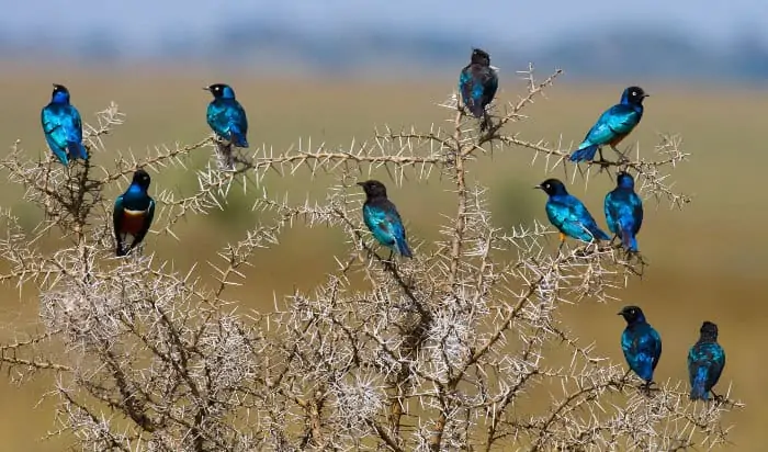 Superb starlings resting in an Acacia tree in Tanzania