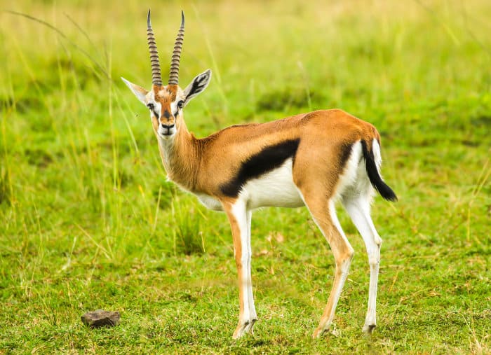 Portrait of a Thomson's gazelle