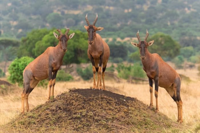 Trio of topi antelopes standing on a termite mound