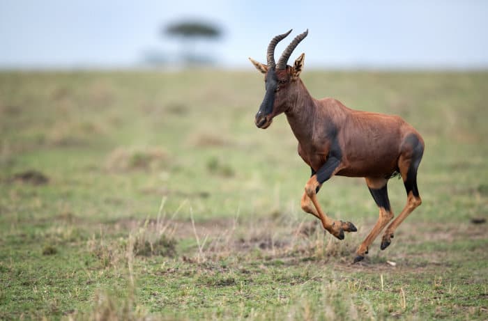 Topi running on the Masai Mara plains