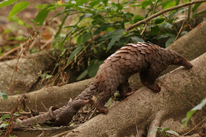 Female tree pangolin, with baby firmly hanging on its tail