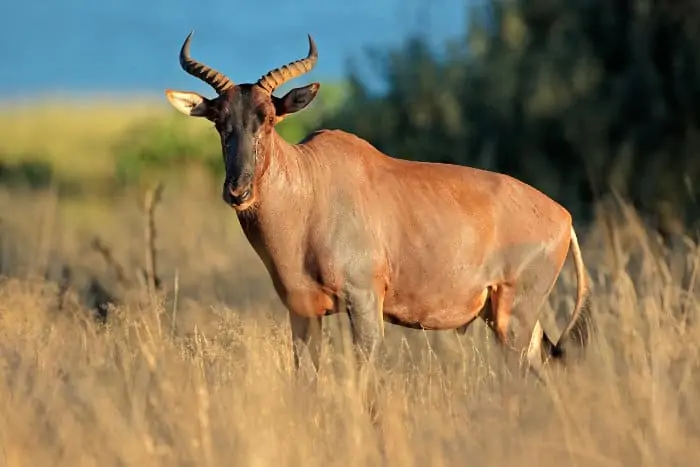 Rare tsessebe antelope in its natural habitat