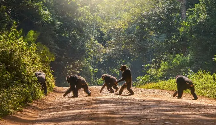 Group of chimpanzees cross a dirt road, with one of them walking upright