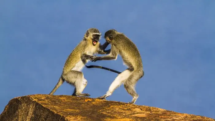 Vervet monkeys arguing on top of a kopje