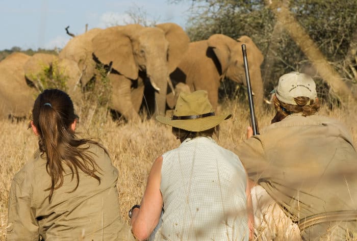 Face to face with elephants on an African safari walk