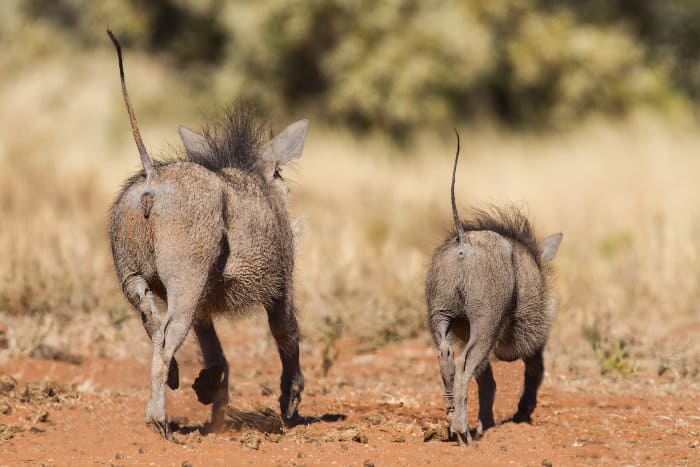 Two warthogs running away with their tails up in the air