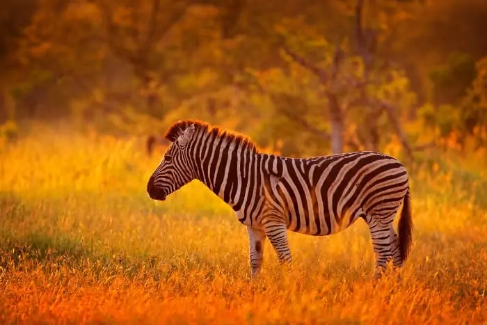 Zebra in early evening light