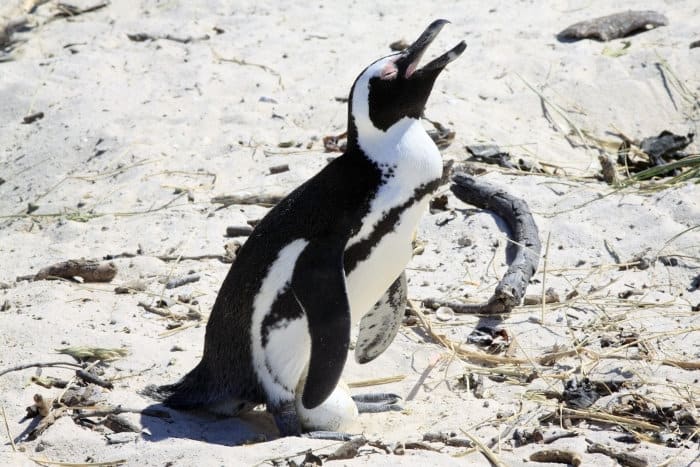 African penguin with egg at Boulders Beach, Simonstown