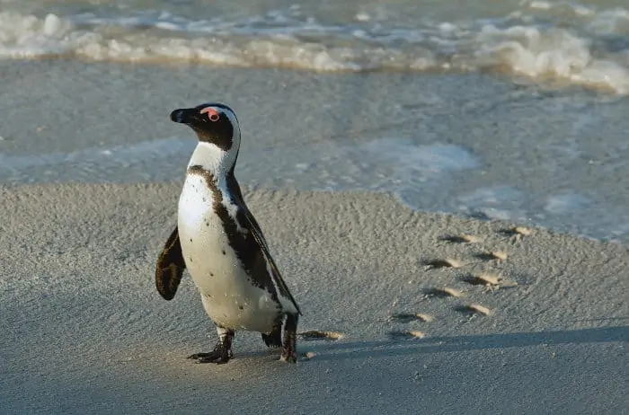 African penguin reaches the shore, leaving beautiful footprints in the sand