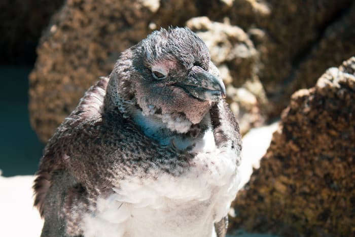 The molting period takes approximately 18 days, during which the penguin won't be able to eat as its feathers aren't waterproof yet
