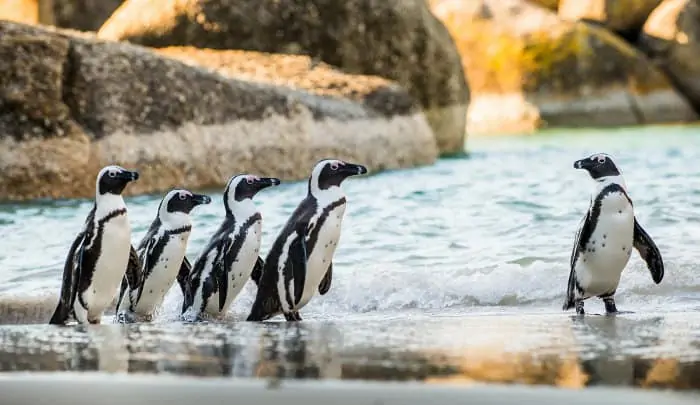 Five African penguins about to take a swim, Boulders Beach