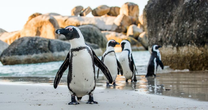African penguins on sandy beach near Cape Town