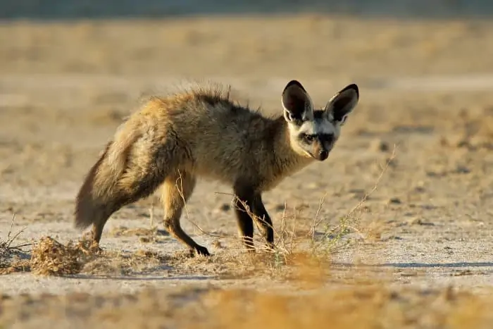 Bat-eared fox in the Kalahari desert