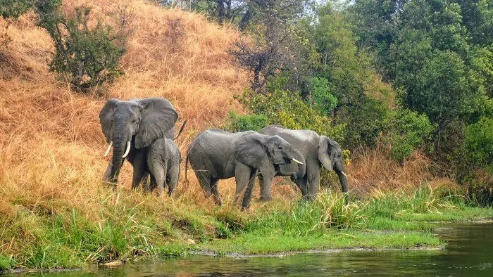 Elephant family comes down for a drink near Murchison Falls