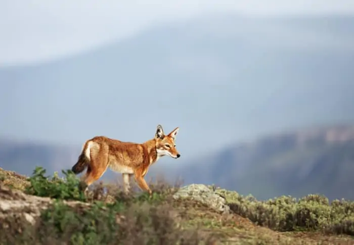The Ethiopian wolf is a canid native to the Ethiopian Highlands