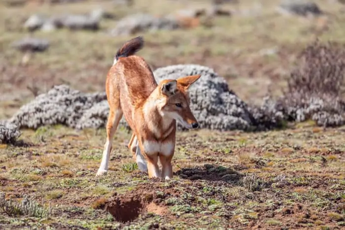 Ethiopian wolf hunting down some grass rats