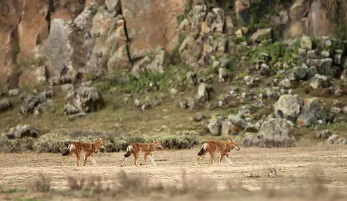 Pack of Ethiopian wolves in the Bale Mountains