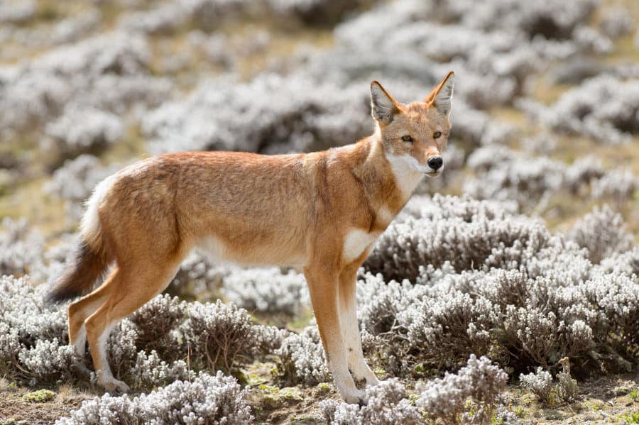Portrait of an endangered Ethiopian wolf in the Bale Mountains