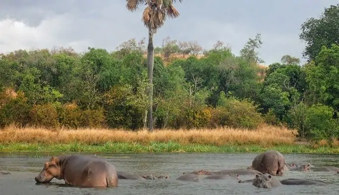 Hippo pod in Murchison Falls