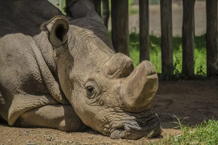 Sudan was the last male northern white rhino