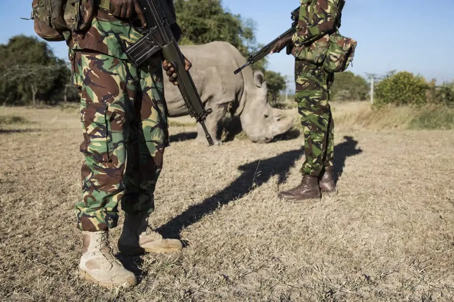 The last northern white rhinos are under 24/7 armed guard surveillance