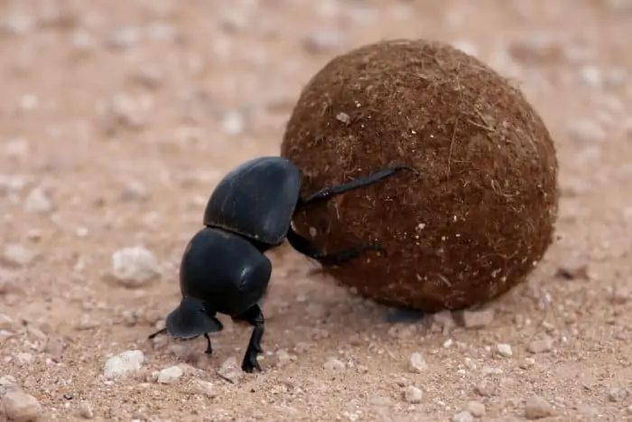 Dung beetle rolling a ball of dung to lay its eggs (in Addo Elephant Park)