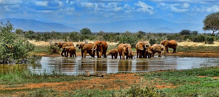 Elephants drinking at a local waterhole in South Africa