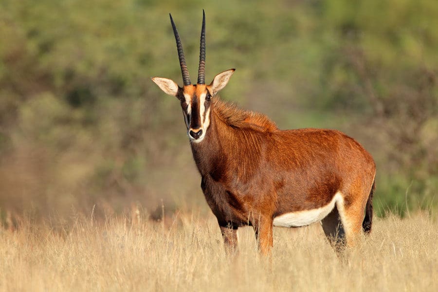 Female sable antelope portrait, in natural habitat