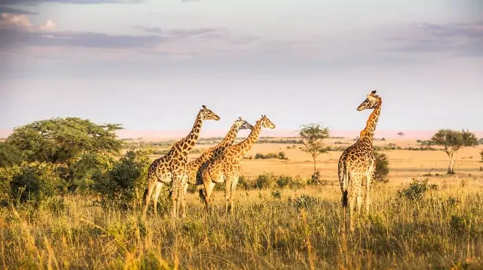 Four giraffes on a late afternoon game drive in the Mara