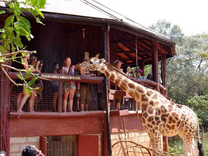 Wooden platform from which you can feed the Rothschild's giraffes