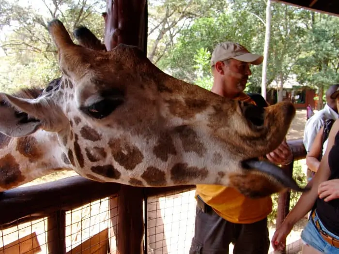 Hungry giraffe sticking its tongue out
