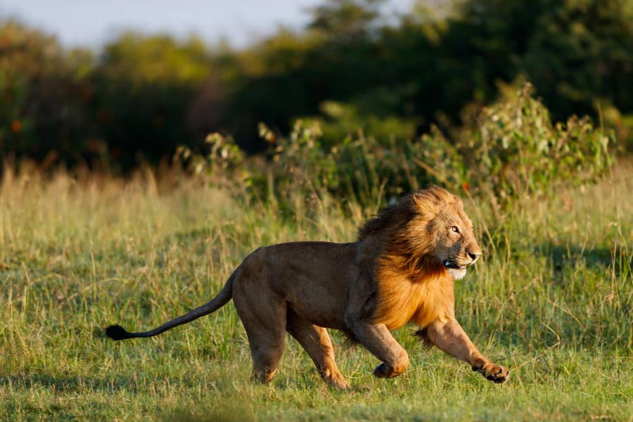 Lion chasing an intruder in the Masai Mara, at full speed