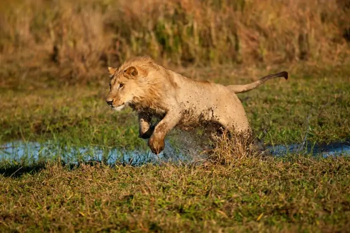 Young male lion running in water
