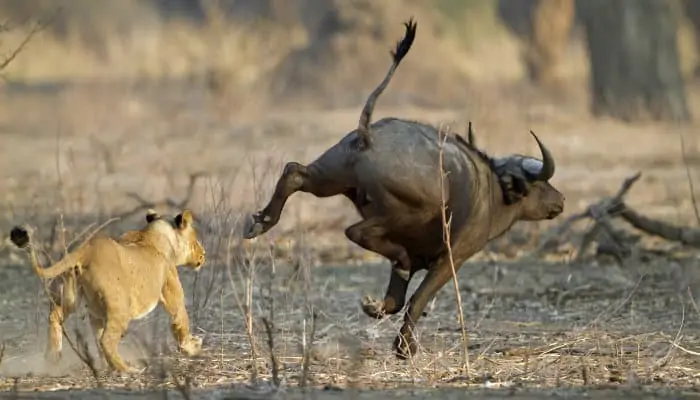 Lioness chasing Cape buffalo in Mana Pools National Park