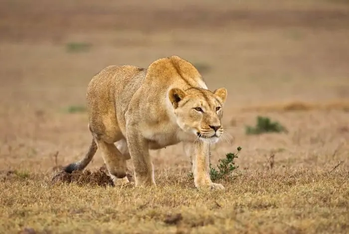 Lioness stalking its prey in light rain