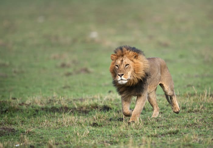 Big male lion running on the Masai Mara plains