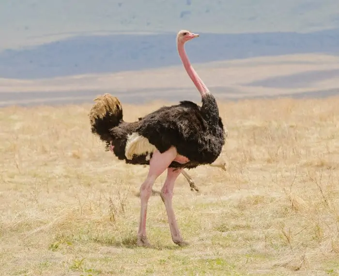 Male ostrich in the Ngorongoro Crater