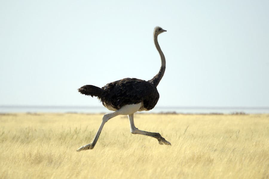 Male ostrich running at full speed