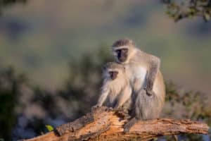 Vervet Monkey Guide – Protecting A Fascinating African Primate