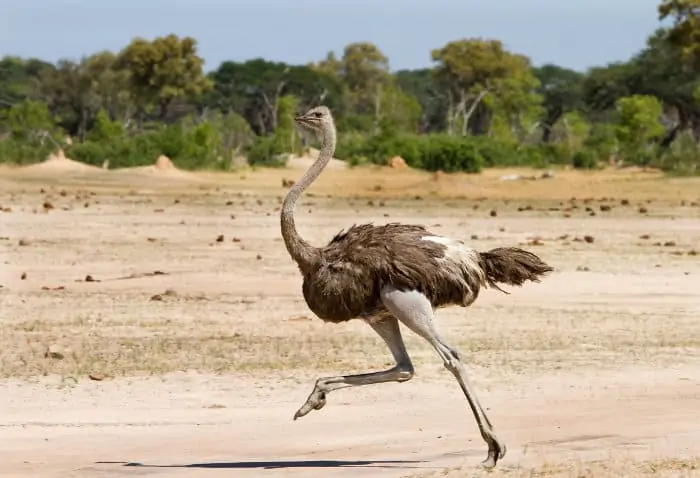 Ostrich running in Hwange, Zimbabwe