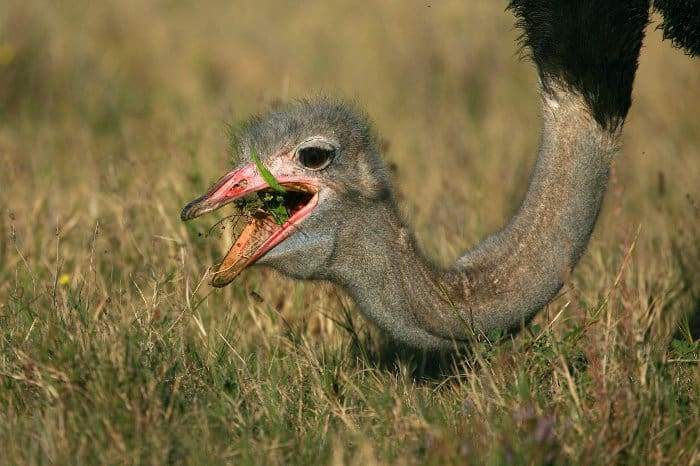 Mature male ostrich feeding on grass in Addo Elephant National Park